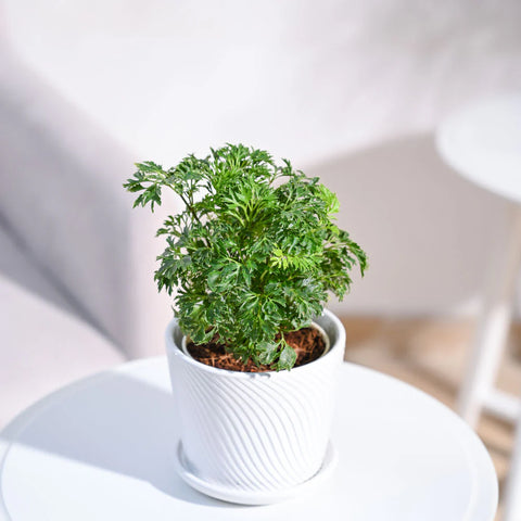 Aralia Golden