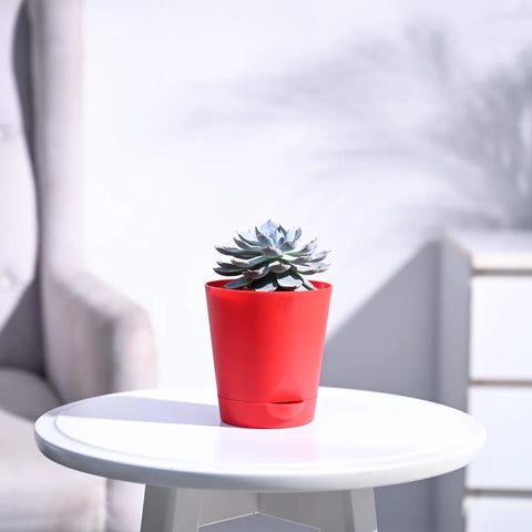 Echeveria Subsesilis Hybrid Silver