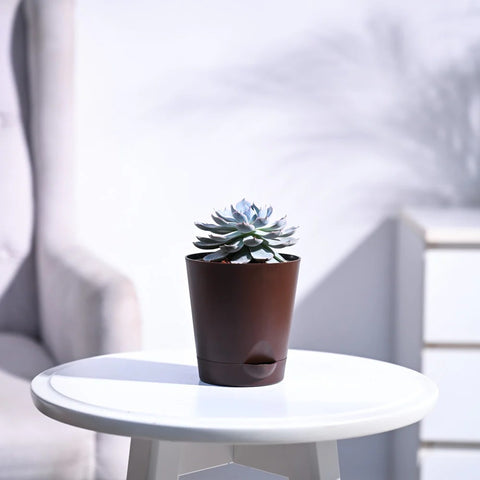 Echeveria Subsesilis Hybrid Silver