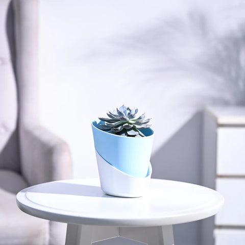 Echeveria Subsesilis Hybrid Silver