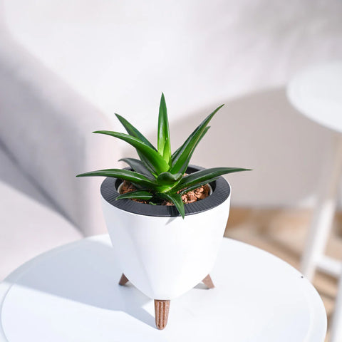 Aloe Vera Green Mini