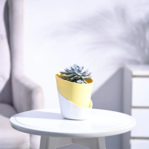 Echeveria Subsesilis Hybrid Silver