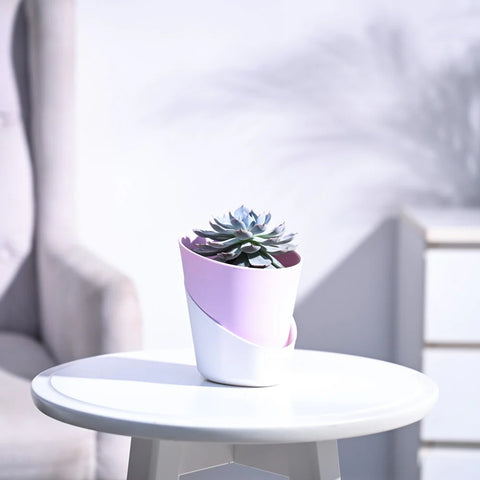 Echeveria Subsesilis Hybrid Silver