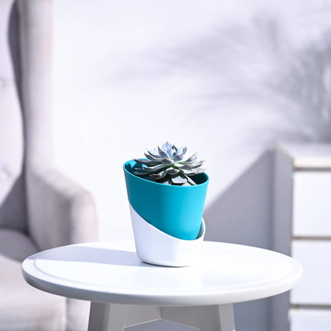 Echeveria Subsesilis Hybrid Silver