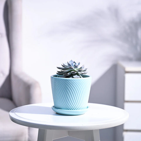 Echeveria Subsesilis Hybrid Silver