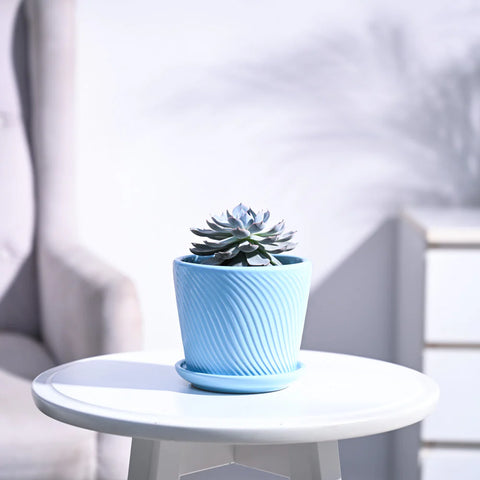 Echeveria Subsesilis Hybrid Silver