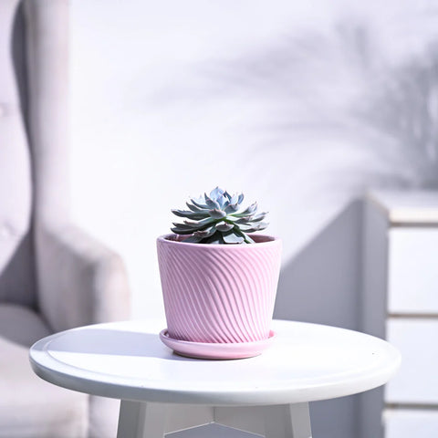 Echeveria Subsesilis Hybrid Silver