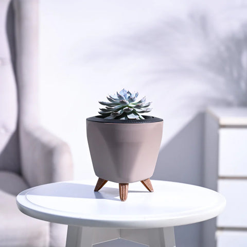 Echeveria Subsesilis Hybrid Silver