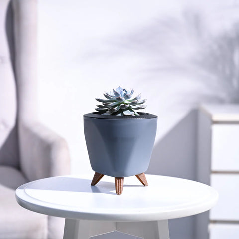Echeveria Subsesilis Hybrid Silver
