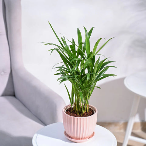 Areca Palm