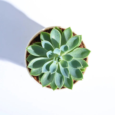 Echeveria Pegasus