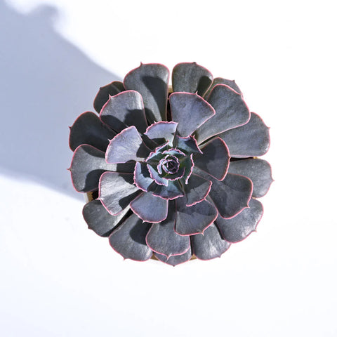 Echeveria Hybrid