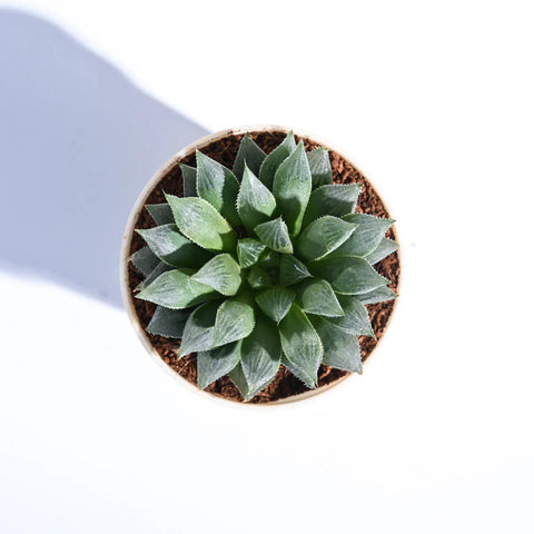 Haworthia Maculata