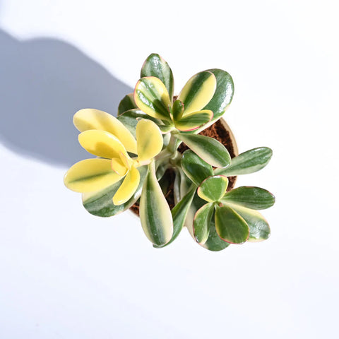 Crassula Ovata Variegated