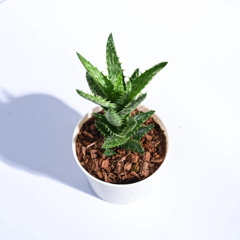Aloe Juvenna
