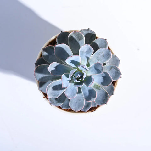 Echeveria Subsesilis Hybrid Silver