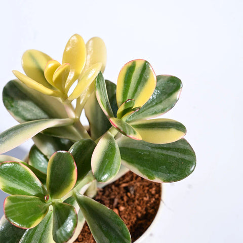 Crassula Ovata Variegated