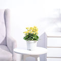 Kalanchoe - Yellow