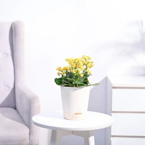 Kalanchoe - Yellow