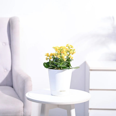 Kalanchoe - Yellow