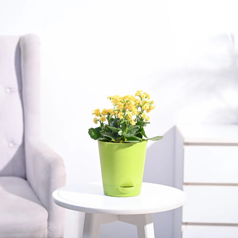 Kalanchoe - Yellow