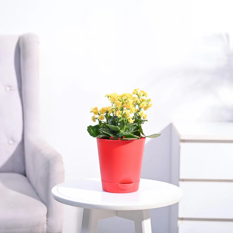 Kalanchoe - Yellow