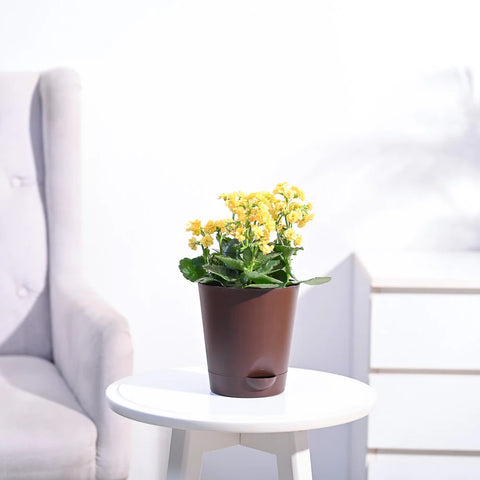 Kalanchoe - Yellow