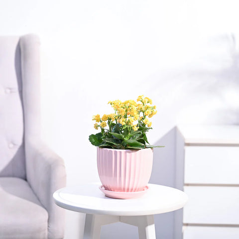 Kalanchoe - Yellow