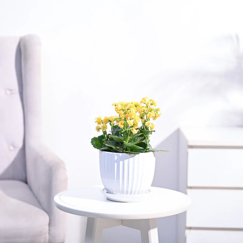 Kalanchoe - Yellow