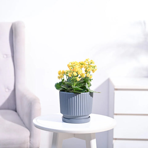 Kalanchoe - Yellow