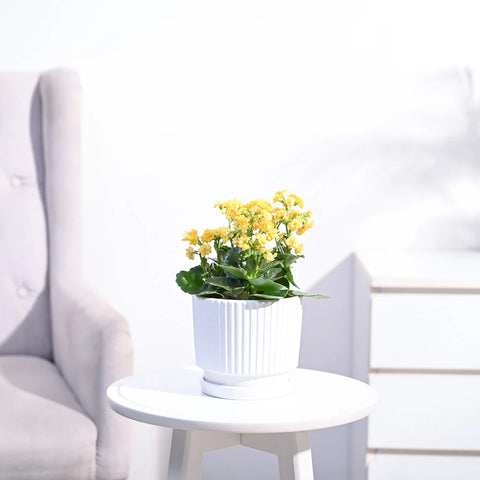 Kalanchoe - Yellow