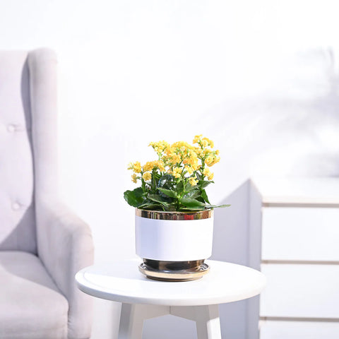 Kalanchoe - Yellow