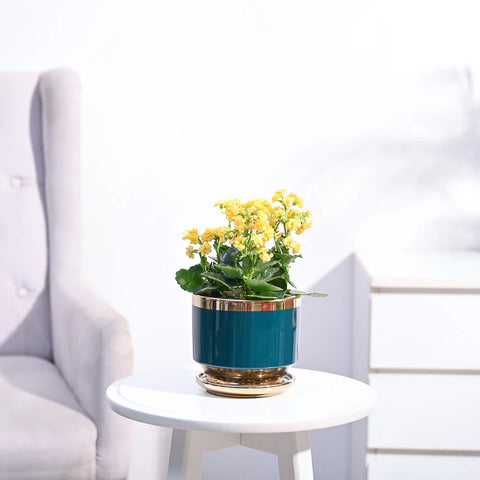 Kalanchoe - Yellow
