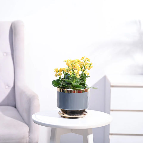 Kalanchoe - Yellow