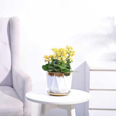 Kalanchoe - Yellow