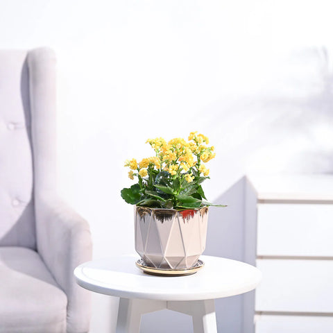Kalanchoe - Yellow