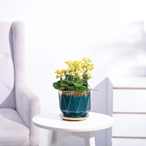 Kalanchoe - Yellow