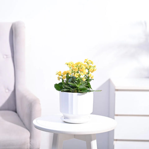 Kalanchoe - Yellow