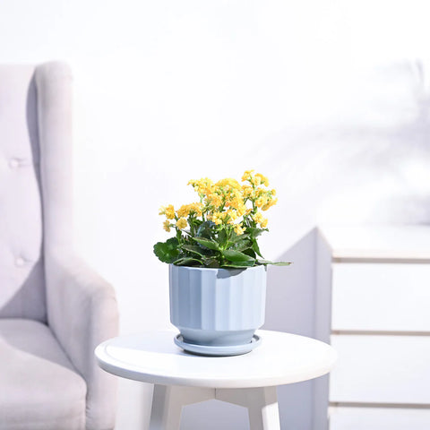 Kalanchoe - Yellow