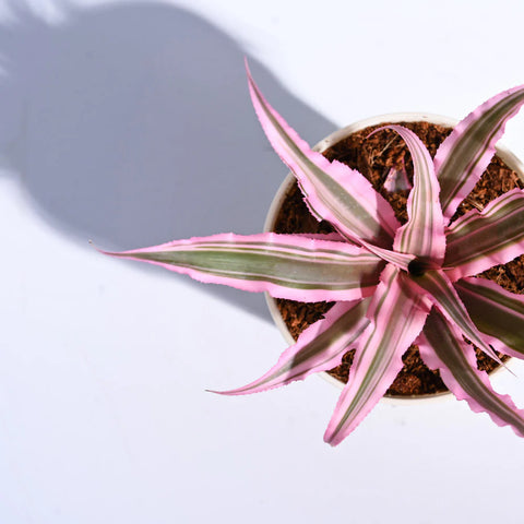 Earth Star - Pink