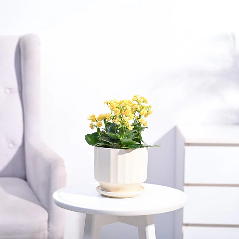 Kalanchoe - Yellow