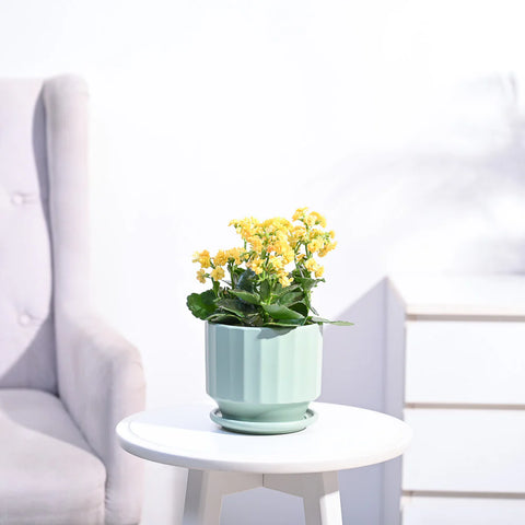 Kalanchoe - Yellow