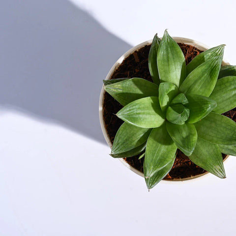 Haworthia Cooperi Fleshy