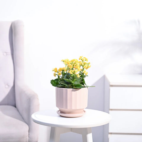 Kalanchoe - Yellow
