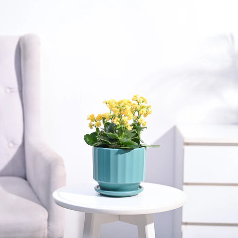 Kalanchoe - Yellow