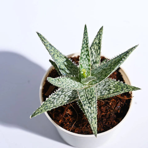 Aloe Blizzard