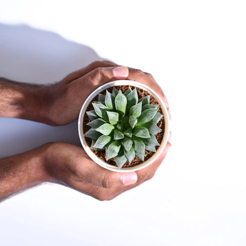 Haworthia Maculata