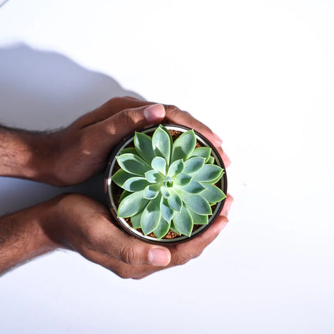 Echeveria Pegasus