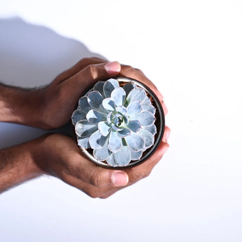 Echeveria Subsesilis Hybrid Silver