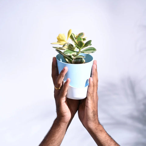 Crassula Ovata Variegated